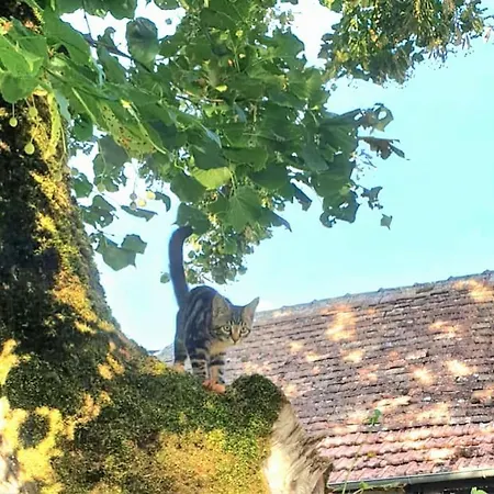 Alma Quercynoise Du 17eme *